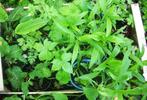 26 stuks diverse vaste planten in pot tuinplanten, Tuin en Terras, Planten | Tuinplanten, Overige soorten, Volle zon, Vaste plant