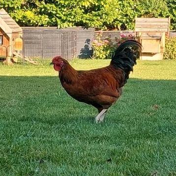 Haan zoekt hennen beschikbaar voor biedingen