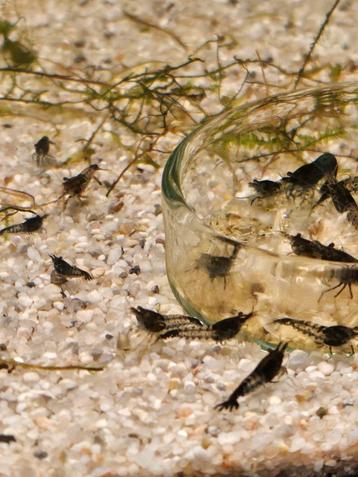 Kweekgroep Neocardina Blue Carbon Rili  beschikbaar voor biedingen