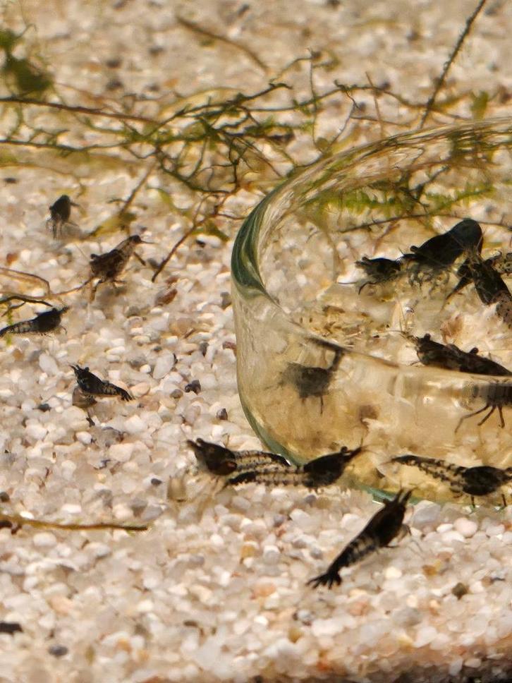 Kweekgroep Neocardina Blue Carbon Rili, Dieren en Toebehoren, Vissen | Aquariumvissen, Zoetwatervis, Kreeft, Krab of Garnaal, Schoolvis
