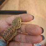 Baardagaam, Dieren en Toebehoren, Reptielen en Amfibieën, Hagedis, 0 tot 2 jaar