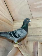 Prachtige Doffer, Dieren en Toebehoren, Mannelijk, Postduif