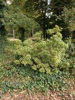 Pieris Japonica, Ophalen, Overige soorten, 100 tot 250 cm