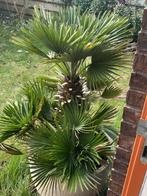 Schitterende palm in pot (totaal 1,35 meter). Pronkstuk., Huis en Inrichting, Kamerplanten, Ophalen, 100 tot 150 cm, Palm, In pot