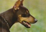 kaart dobermann, Ophalen of Verzenden, 1980 tot heden, Ongelopen, Hond of Kat