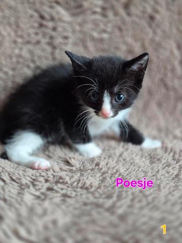 Super sociale kittens, mix europese korthaar beschikbaar voor biedingen