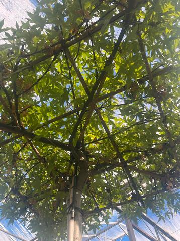Liquidambar Bladverliezende dakboom beschikbaar voor biedingen