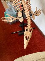 Fossielen Mosasaurus Skelet - Dinosaurus Era., Ophalen, Fossiel