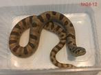 Haakneusslang - Heterodon nasicus, Dieren en Toebehoren, Reptielen en Amfibieën, Slang, Tam, 0 tot 2 jaar
