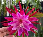 cactus - Epiphyllum TROPICAL TREASURES - topper!, Ophalen of Verzenden, Cactus, Volle zon, Minder dan 100 cm