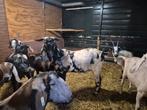 Nubische maanvek dekbok, Dieren en Toebehoren, Schapen, Geiten en Varkens, Mannelijk, Geit, 0 tot 2 jaar