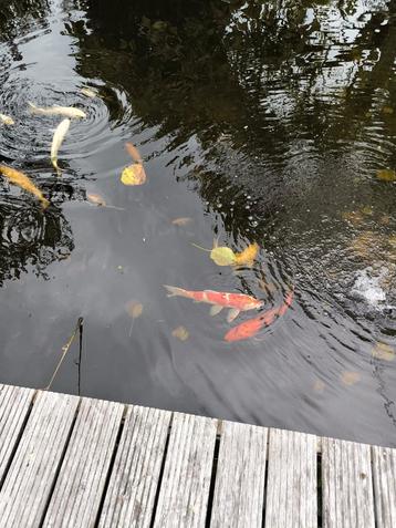 GRATIS koi vissen oa hiutsuri, shiro utsuri, kumonryu koi's  beschikbaar voor biedingen