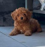Mini labradoodle pups / mini doodle pups laatste reutjes, Overige rassen, CDV (hondenziekte), 8 tot 15 weken, Meerdere