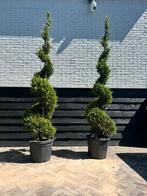 Cipres leylandii castlewellan gold spiraal vorm, Tuin en Terras, Ophalen, Zomer, Volle zon, Overige soorten