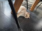 Prachtige raszuivere britse korthaar poes, Dieren en Toebehoren, Katten en Kittens | Raskatten | Korthaar, Poes, Gechipt, 3 tot 5 jaar