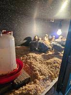 Cochin kuikens, Dieren en Toebehoren, Pluimvee, Meerdere dieren, Kip