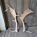 2x Landelijke afwerpstang gewei damhert 55-65cm *Etage3*, Gebruikt, ., Ophalen of Verzenden, .