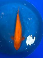 Koi Benigoi 55cm, Dieren en Toebehoren, Karper of Koi
