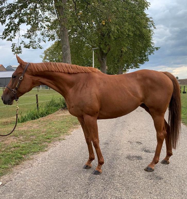 Lieve 11jarige merrie, Dieren en Toebehoren, Pony's, Merrie, E pony (1.48m - 1.57m)