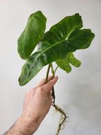 Philodendron Paraiso Verde, Huis en Inrichting, Kamerplanten, Overige soorten, Minder dan 100 cm, Ophalen of Verzenden, Halfschaduw