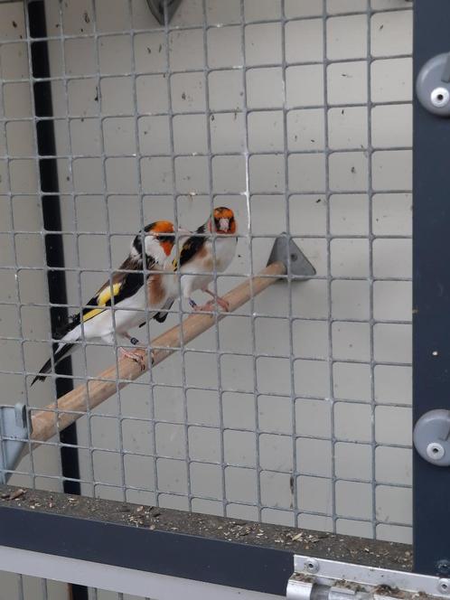 MAJOOR PUTTER POP WILDKLEUR, Dieren en Toebehoren, Vogels | Overige Vogels, Wildzangvogel, Vrouwelijk, Tam, Geringd