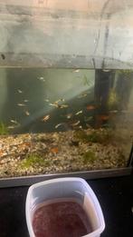 Guppen, chinese danios, plattys