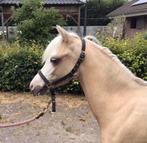 Palomino jaarling merrie (B pony), Merrie, Gechipt, Dressuurpony, 0 tot 2 jaar