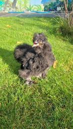 USA zijdehoen haan mottled black, Dieren en Toebehoren, Mannelijk, Kip