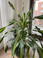 Mooie grote kamerplant plant, Minder dan 100 cm, Ophalen of Verzenden, Halfschaduw