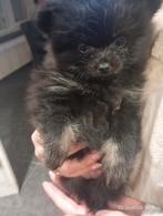 Mooie kleine 100 % pomeriaan pups mogen het nest verlaten, Dieren en Toebehoren, Keeshond, Meerdere, Meerdere dieren, Nederland