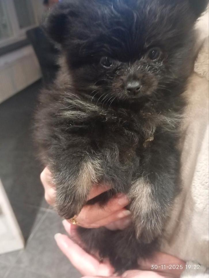 Mooie kleine 100 % pomeriaan pups mogen het nest verlaten, Dieren en Toebehoren, Honden | Poolhonden, Keeshonden en Oertypen, Meerdere dieren