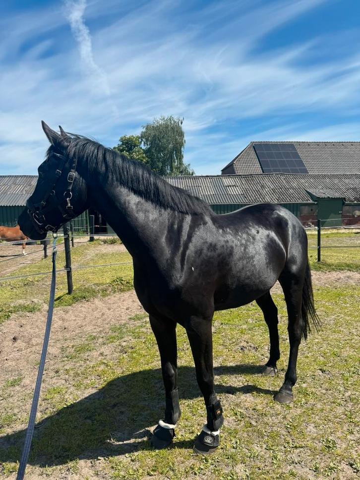 KWPN merrie, Dieren en Toebehoren, Paarden, Merrie, Onbeleerd, 165 tot 170 cm, 3 tot 6 jaar, Springpaard
