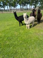 Alpaca's, Dieren en Toebehoren, Overige Dieren, Mannelijk, Na 1 juli 2024