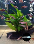 Nannostomus mortenthaler, Vis, Zoetwatervis