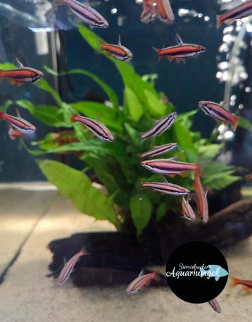 Nannostomus mortenthaler beschikbaar voor biedingen
