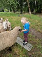 Gezocht schapen weide, Meerdere dieren, Schaap