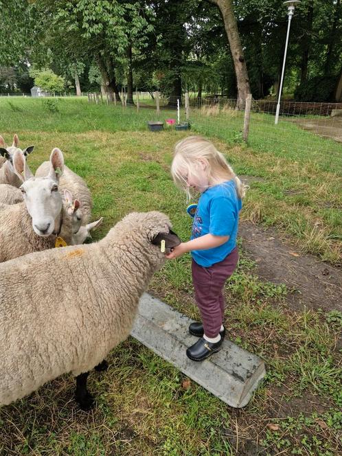 Gezocht schapen weide, Dieren en Toebehoren, Schapen, Geiten en Varkens, Schaap, Meerdere dieren