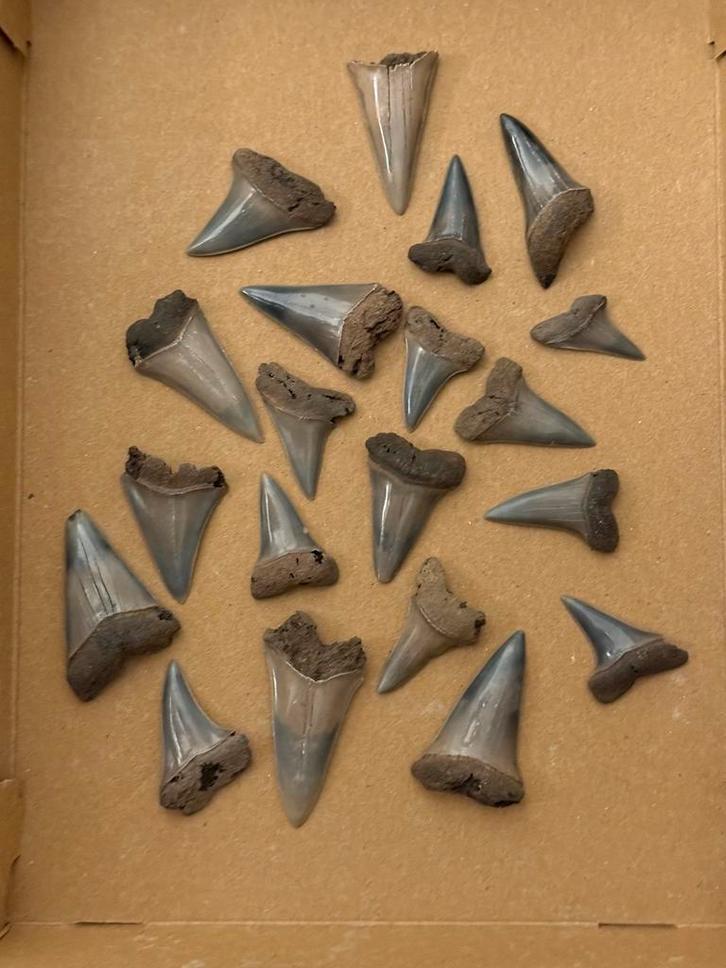 Collectie haaientanden Mill/Langenboom, Verzamelen, Mineralen en Fossielen, Fossiel, Ophalen of Verzenden
