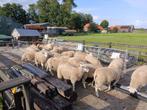 Stamboek swifter ooilammeren, Dieren en Toebehoren, Schapen, Geiten en Varkens, Vrouwelijk, Schaap