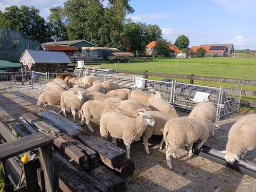Stamboek swifter ooilammeren, Dieren en Toebehoren, Schapen, Geiten en Varkens, Schaap, Vrouwelijk