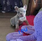 🥰 prachtige, super gave x franse Bulldog pups geboren 🥰, Bulldog, Meerdere, Meerdere dieren, Nederland