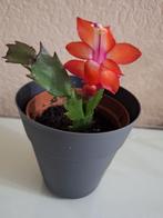 Kleine  bloeiende lidcactus, Ophalen, Halfschaduw, Minder dan 100 cm