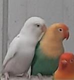 Fischeri kwkkoppel pale fallow turquoise euwing opaline '22, Dieren en Toebehoren, Vogels | Parkieten en Papegaaien, Geslacht onbekend