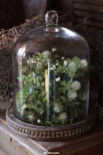 Glazen stolp met houten onderzetter, Ophalen, Www.jufbrocante.nl, Www.jufbrocante.nl, Nieuw