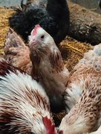 Koppeltje  Duitse Faverolles kriel., Meerdere dieren, Kip