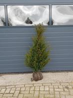 Taxus bacata 60/80 cm €7,00, Ophalen of Verzenden, Taxus, Haag, Minder dan 100 cm