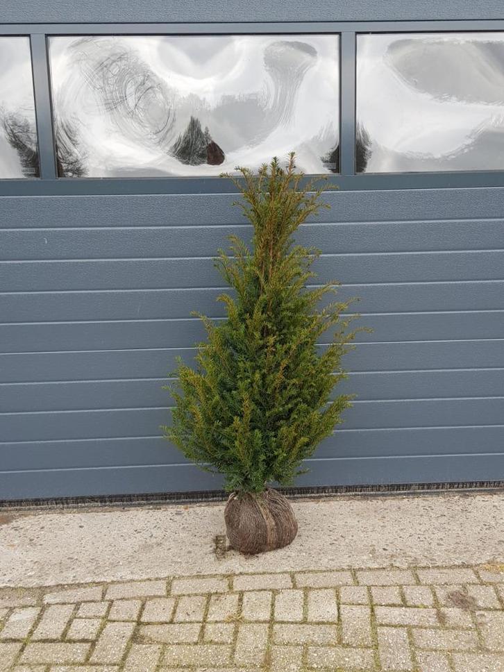 Taxus bacata 60/80 cm €7,00, Tuin en Terras, Planten | Struiken en Hagen, Haag, Taxus, Minder dan 100 cm, Ophalen of Verzenden