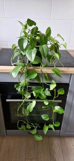 Epipremnum Aureum (Gouden Pothos), Huis en Inrichting, Kamerplanten, Ophalen, 100 tot 150 cm, Overige soorten, Halfschaduw