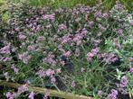 Verbena Lollipop , lang bloeiend, in 17 cm pot,  juli-nov, Volle zon, Vaste plant, Zomer, Ophalen