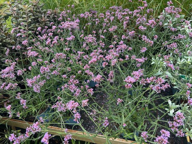 Verbena Lollipop , lang bloeiend, in 17 cm pot,  juli-nov, Tuin en Terras, Planten | Tuinplanten, Vaste plant, Overige soorten